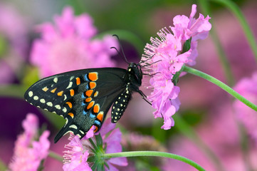 Black Swallowtail Butterfly, Papilio polyxenes