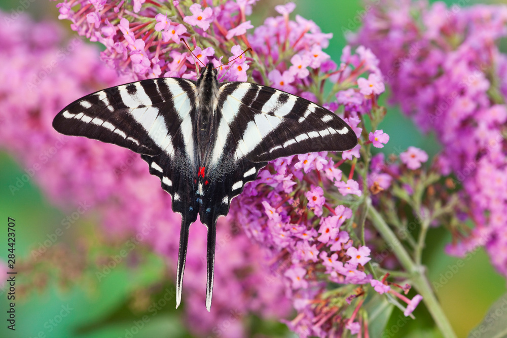 Wall mural Zebra Swallowtail Butterfly, Eurytides marcellus