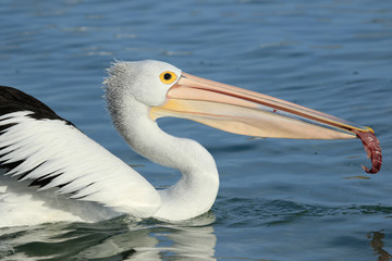 Australian Pelican