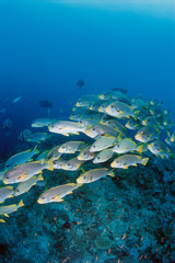 Fototapeta na wymiar Group of fish swimming in sea