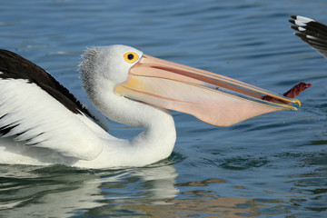 Australian Pelican