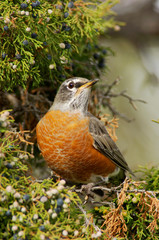 American Robin, Turdus migratorius, male eating juniper tree berries,Yellowstone NP,Wyoming, September
