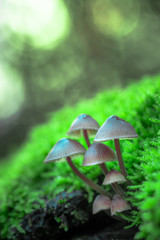 piccolo gruppo di piccoli funghi nel sottobosco