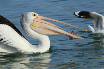Australian Pelican