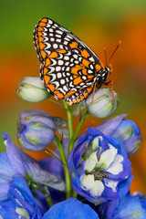Colorful Baltimore Checkered Spot Butterfly, Euphydryas phaeton