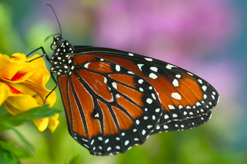 Fototapeta na wymiar Queen Butterfly, Danaus gilippus