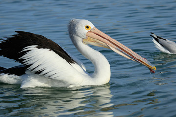 Australian Pelican