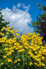 Rudbeckia Hirta, USA