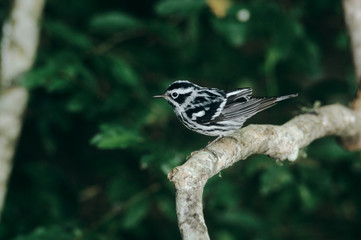 Black-and-White Warbler, Mniotilta varia,adult, High Island, Texas, USA, April