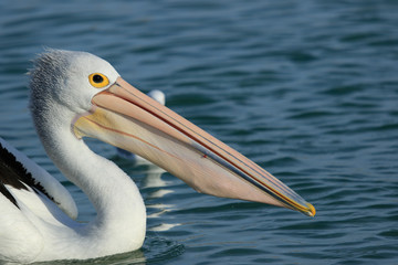 Australian Pelican