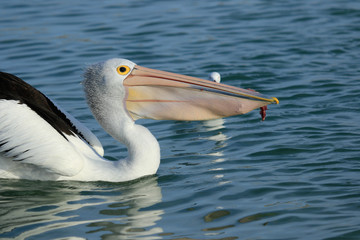 Australian Pelican