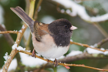 Dark-eyed Junco (Pink-sided, Oregon Race)