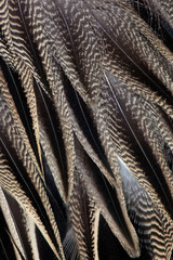 Northern Pintail Feather Detail