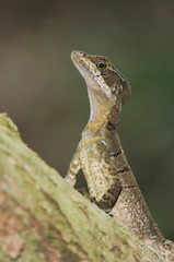 Common Basilisk, Jesus Christ Lizard, Basiliscus basiliscus, female, Manuel Antonio National Park, Central Pacific Coast, Costa Rica, Central America, December