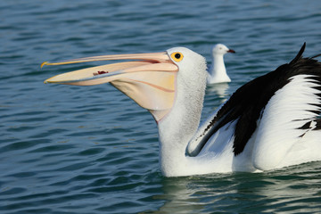 Australian Pelican