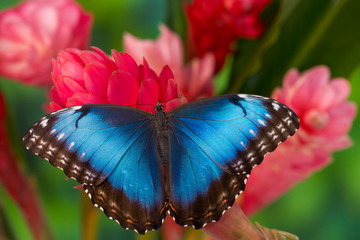 Fototapeta na wymiar Tropical Butterfly the Blue Morpho, Morpho granadensis on ginger flower