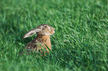 Brown Hare, Lepus europaeus, adult in meadow, National Park Lake Neusiedl, Burgenland, Austria, April