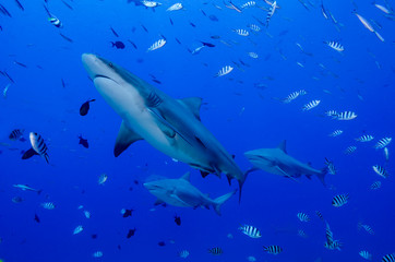 Fiji. Close-up of bull sharks. Credit as: Jones & Shimlock / Jaynes Gallery / DanitaDelimont.com