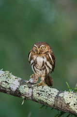 Ferruginous Pygmy-Owl, Glaucidium brasilianum, adult, Willacy County, Rio Grande Valley, Texas, USA, May