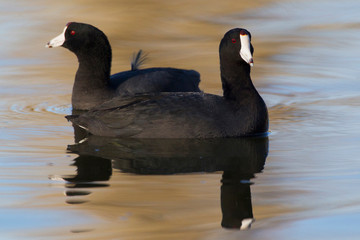 American Coots