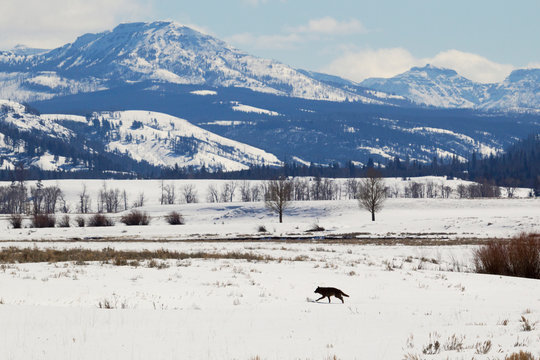 Gray Wolf, Crossing The Lamar Valley