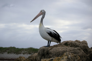 Australian Pelican