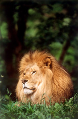 Adult male Lion (Panthera Leo)