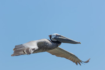 Brown Pelican in Texas USA