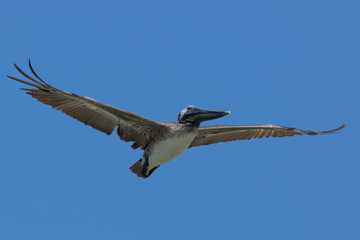 Brown Pelican in Texas USA