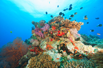 Naklejka na ściany i meble Damselfish on colorful coral reef, Bligh Water, Viti Levu, Fiji, South Pacific
