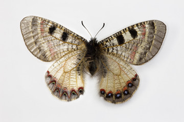 The False Apollo Butterfly, Archon apollinus, comparing the top wing and bottom wing