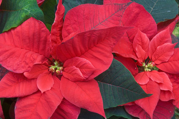 Red Poinsettia Detail (Euphorbia pulcherrima)