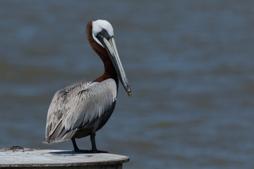 Brown Pelican in Texas USA