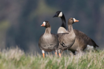 Greater White-fronted Geese and Canada Goose