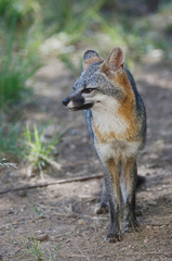 Naklejka na ściany i meble Gray Fox, Urocyon cinereoargenteus, adult, Hill Country, Texas, USA, June