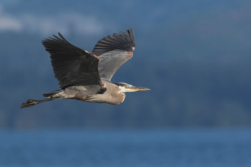 Great Blue Heron in Flight
