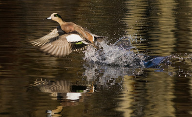 American Wigeon flying