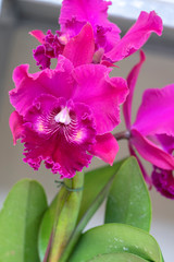 Pink Orchid.