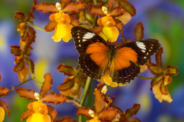Leopard Lacewing Butterfly, Cethosia cyane