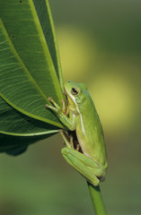 Green Treefrog, Hyla cinerea, adult, Lake Corpus Christi, Texas, USA, May