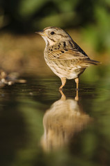 Lincoln's Sparrow, Melospiza lincolnii, adult bathing, Uvalde County, Hill Country, Texas, USA, April