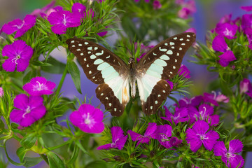The Lesser Jay Butterfly, Graphium evemon orthia