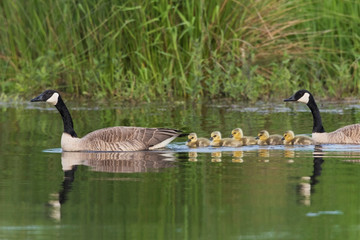 Obraz premium Canada geese with newly hatched goslings
