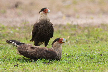 Pair of southern caracara