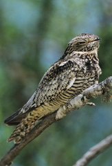 Lesser Nighthawk, Chordeiles acutipennis, male on branch, Lake Corpus Christi, Texas, USA, May