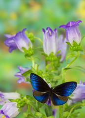 Obraz na płótnie Canvas Blue Crow Butterfly, Euphoea mulciber subvisaya