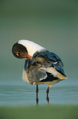 Laughing Gull, Larus atricilla, adult preening, Welder Wildlife Refuge, Sinton, Texas, USA, June
