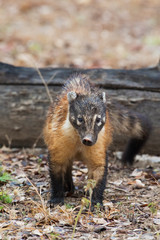 South American coati