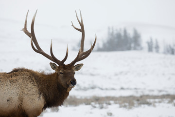 Rocky Mountain bull elk, winter portrait