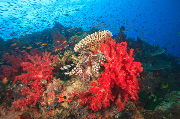 Lionfish (Pterios volitans) surrounded by lush Soft Corals (Dendronepthya sp.) and Anthias fish, near Beqa Island off Southern Viti Levu, Fiji, South Pacific